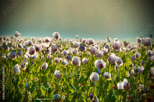 White poppy field in the Czech republic