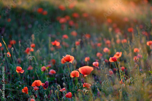 Beautiful red poppies in the field, close-up.