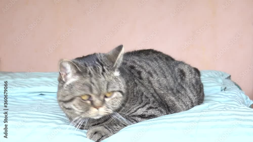 Cat lying in bed at home and looking with curious expression. Playful cute pet relaxing at home. Cat lying in bed at home and looking with curious expression. Playful cute pet relaxing at home.
