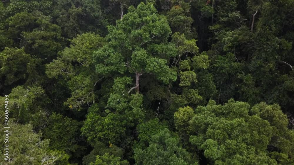 Flying overhead above beautiful lush green jungle on a hill area at tropical island in a summer day Flying overhead above beautiful lush green jungle on a hill area at tropical island in a summer day