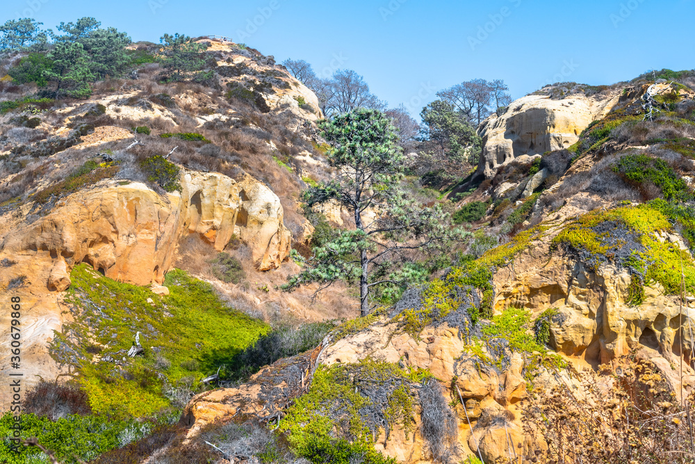San Diego, California. Lone pine tree in sandstone cliff landscape desert. Torrey Pines State Reserve Park hiking trail in Lo Jolla. San Diego, California. Lone pine tree in sandstone cliff landscape desert. Torrey Pines State Reserve Park hiking trail in Lo Jolla.
