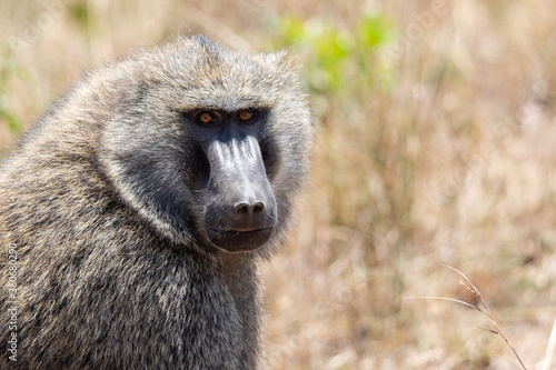 Wild olive baboon monkey portrait in Masai Mara National Park, Kenya. Safari in Africa