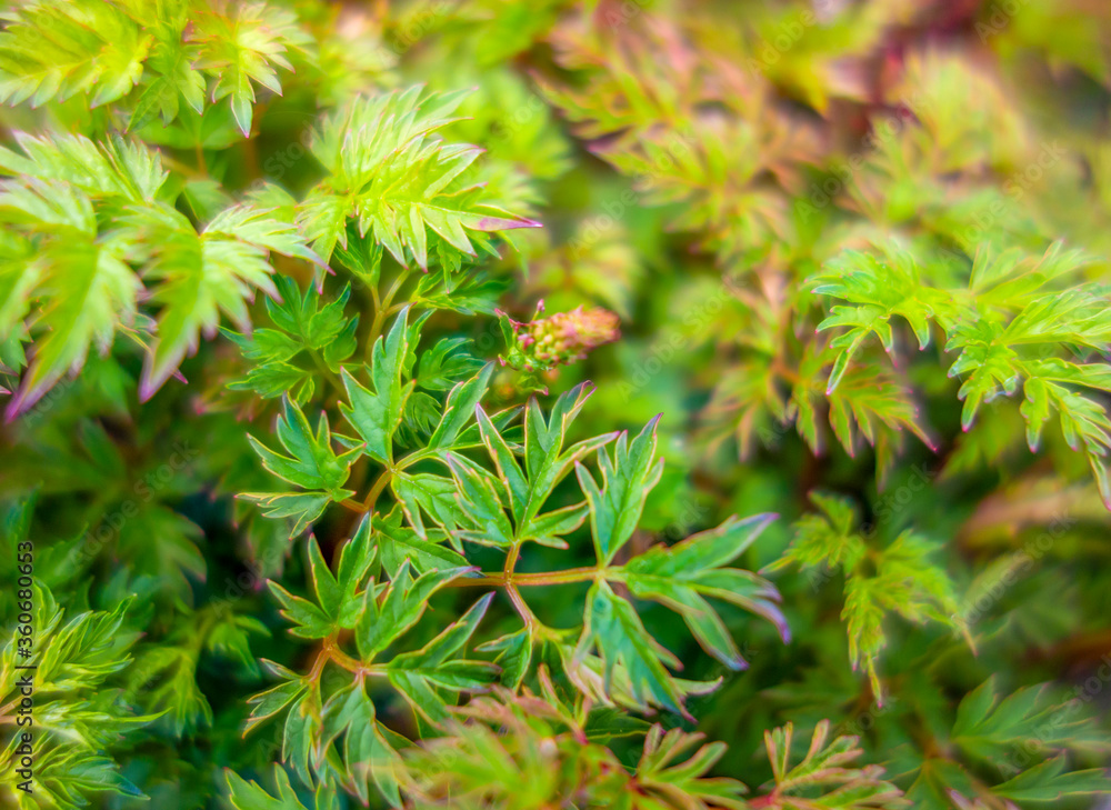 leaves closeup background leaves closeup background