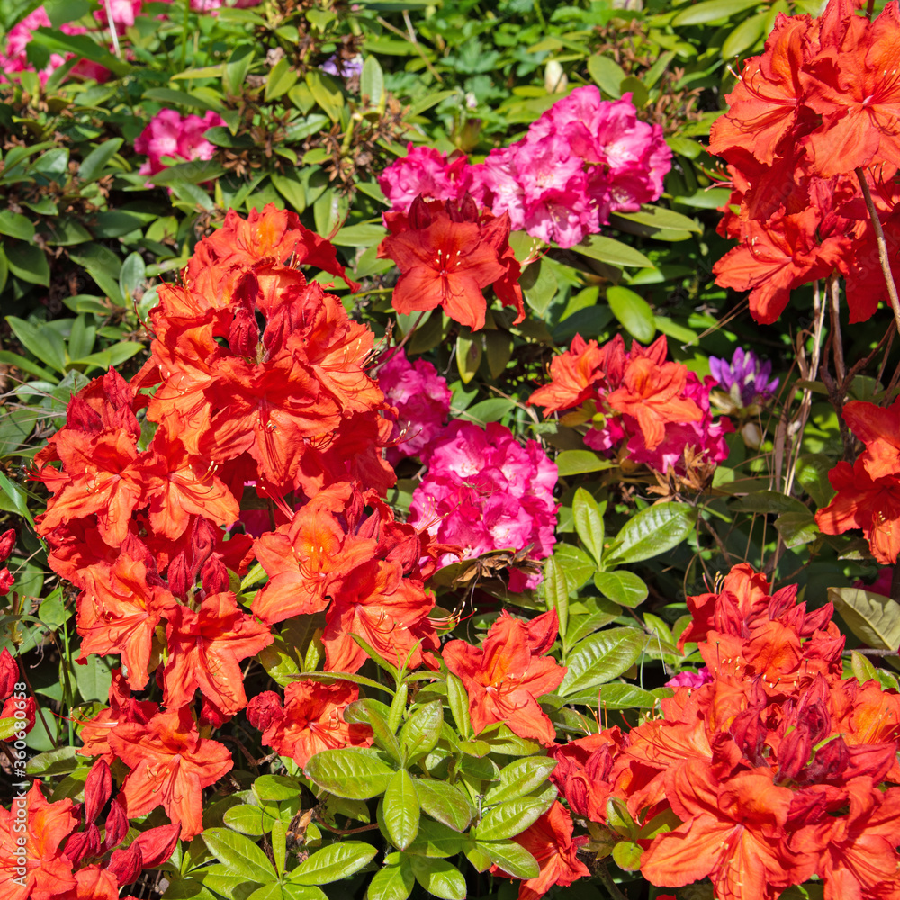 Fototapeta premium Blühender Rhododendron im Frühling