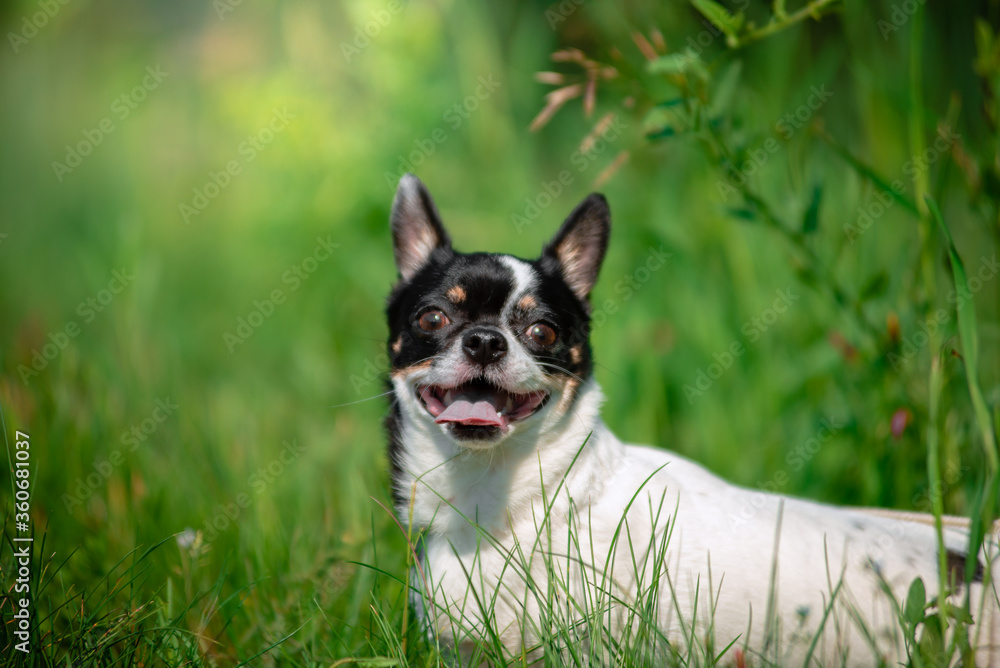 A small Chihuahua dog. Summer, sun, meadow.