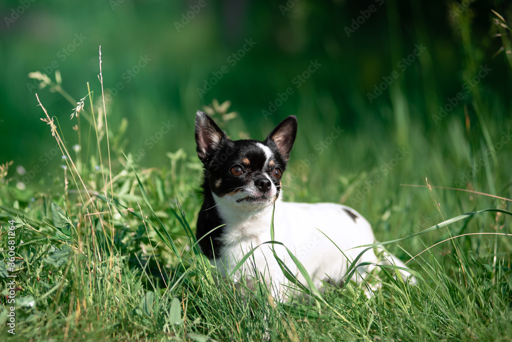 A small Chihuahua dog. Summer, sun, meadow. A small Chihuahua dog. Summer, sun, meadow.
