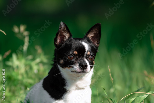 Fototapeta Naklejka Na Ścianę i Meble -  A small Chihuahua dog. Summer, sun, meadow.