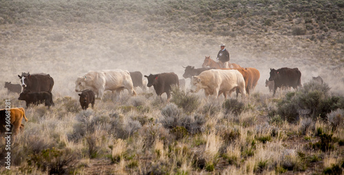 Silver Lake, Oregon, a cowboy on his horse moving cattle to an adjacent desert pasture on a Ranch near Silver Lake.