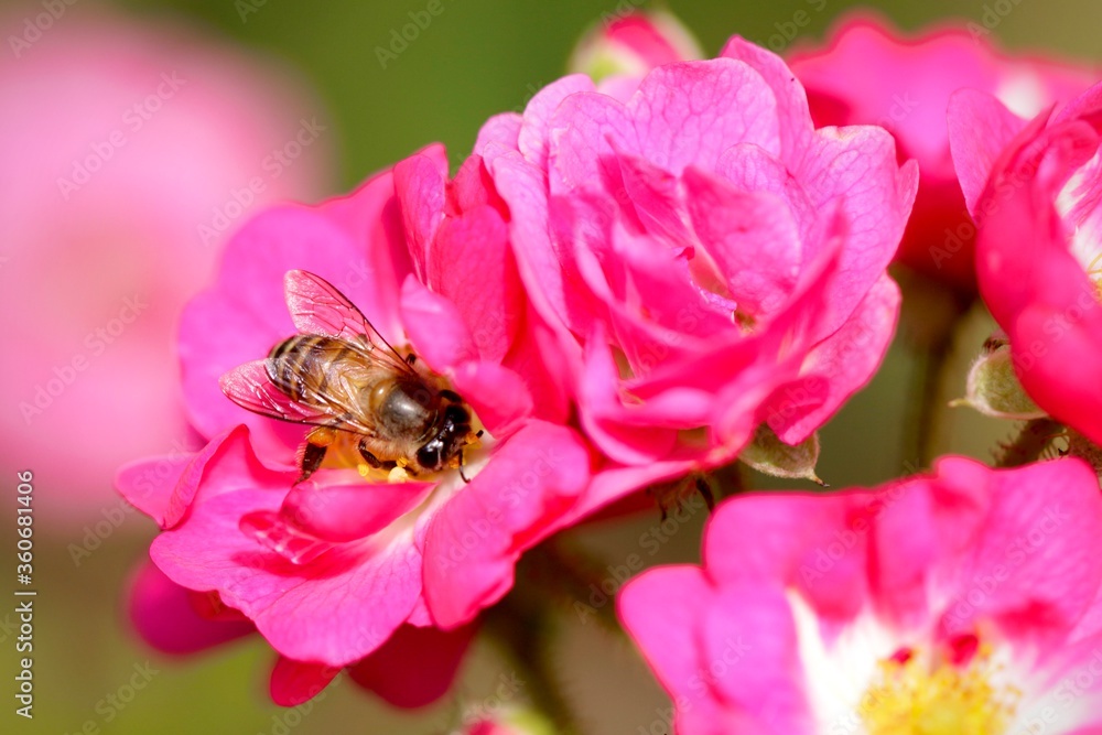 bee on beautiful pink flower in the garden bee on beautiful pink flower in the garden
