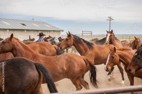 Fotografija Silver Lake, Oregon, a cowboy from a ranch near Silver Lake, wrangling horses to be used for a roundup the following day