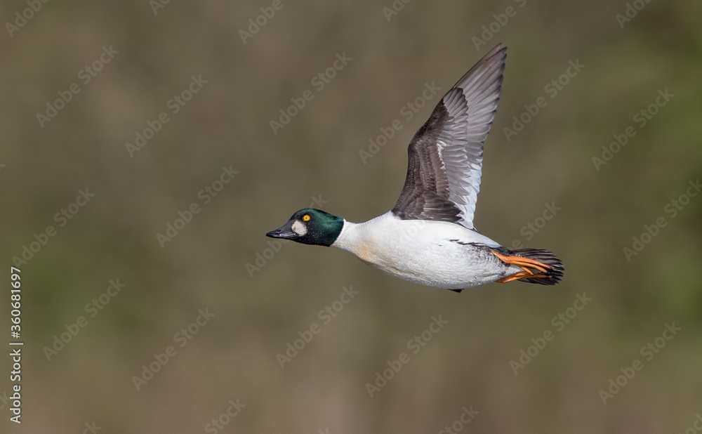 Obraz premium Goldeneye Flying