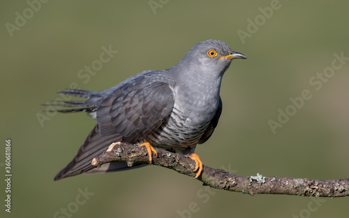 Cuckoo