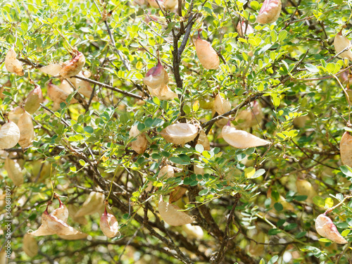 Colutea arborescens | Baguenaudier, arbuste au feuillage vert intense sur tiges duveteuses, aux gousses estivales ou baguenaudes renflées vert pâle à brun rougeâtre et translucides photo