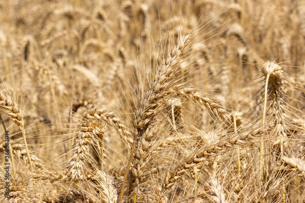 Fototapeta premium Close up of three ears of wheat in the Tuscan countryside