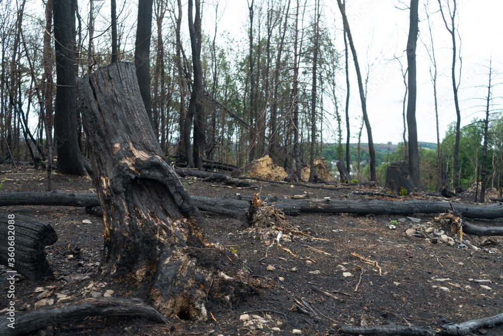 Forest in western Germany destroyed by drought and fire Forest in western Germany destroyed by drought and fire