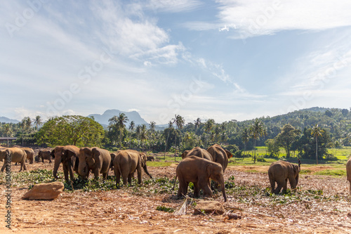Elephant herd made up of female elephants and juvenile elephants grazing and enjoying the beautiful whether.