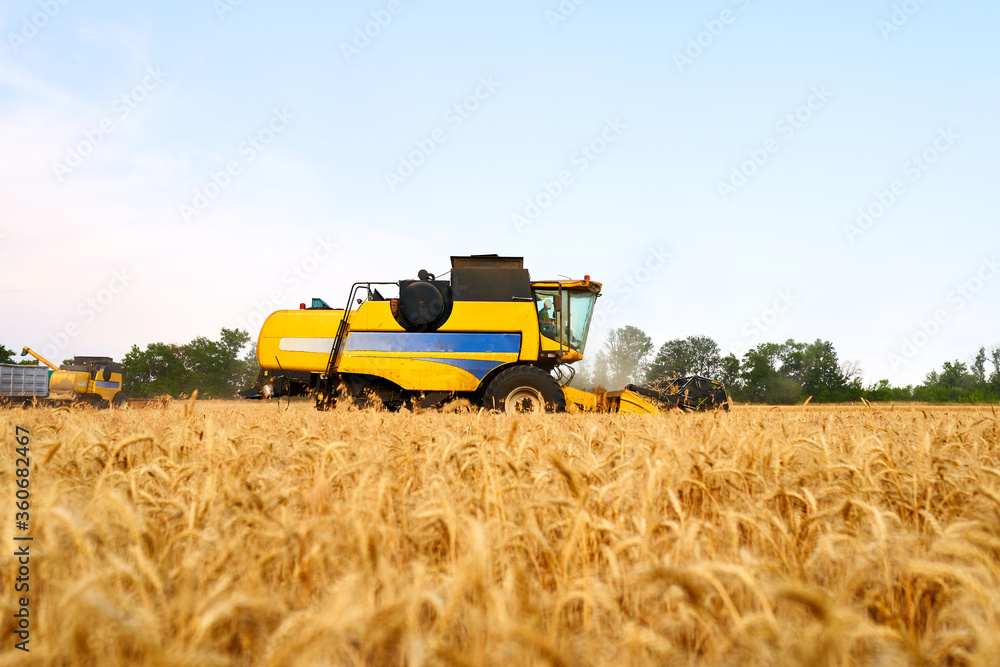 Fototapeta premium Combine harvesters working in wheat field with clear blue sky. Harvesting machine driver cutting crop in a farmland. Agriculture theme, harvesting season.