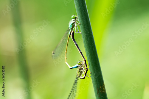 Two dragonflies on a green leaf.