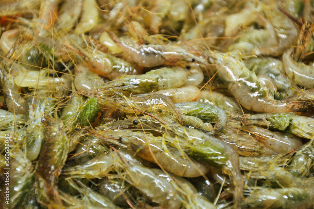 Shrimps background. Palaemon elegans european rockpool shrimp. Fresh prawn. Seafood background. Shrimps background. Palaemon elegans european rockpool shrimp. Fresh prawn. Seafood background.