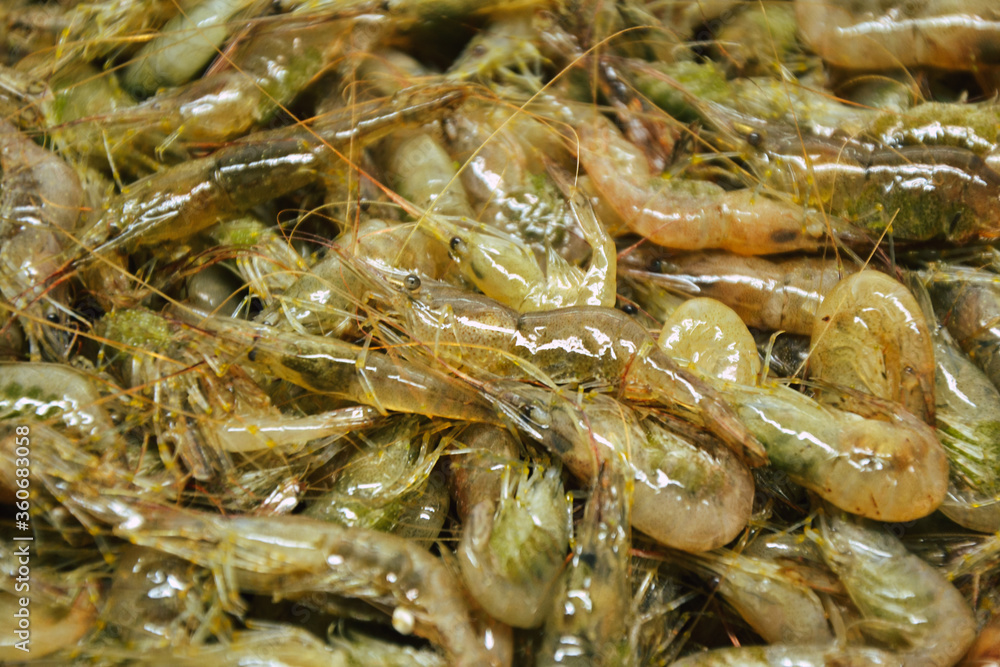 Shrimps background. Palaemon elegans european rockpool shrimp. Fresh prawn. Seafood background. Shrimps background. Palaemon elegans european rockpool shrimp. Fresh prawn. Seafood background.