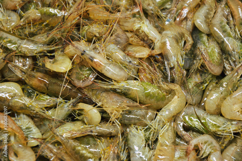 Shrimps background. Palaemon elegans european rockpool shrimp. Fresh prawn. Seafood background.