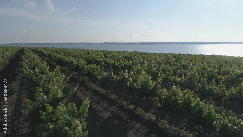 Aerial view. Grape field, Vineyard Rows. Vineyard plantation. Grapevines and plant rows. Aerial view. Grape field, Vineyard Rows. Vineyard plantation. Grapevines and plant rows.