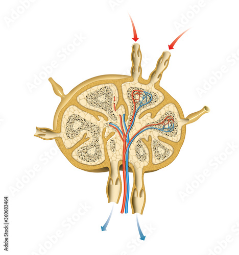 Lymph node structure illustration