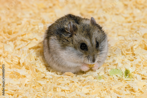 The funny hamster is sitting on the wood shavings and eating the pea flakes.