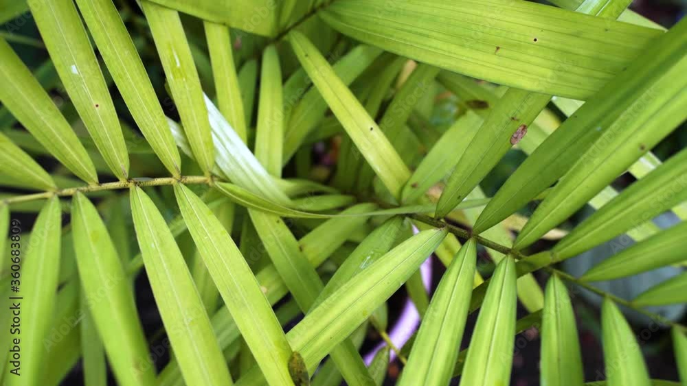 Green leaves Palm texture background Blue tone dark at phuket Thailand 4K Green leaves Palm texture background Blue tone dark at phuket Thailand 4K