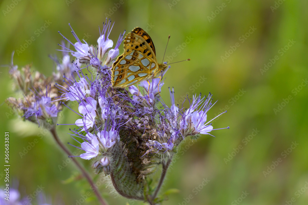 A butterfly sits on a Phacelia plant, also called bee pasture.