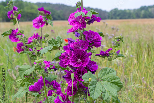 Obraz na płótnie Wild mallows grow in a meadow. Here flowers bloom for insects of all kinds. w salonie