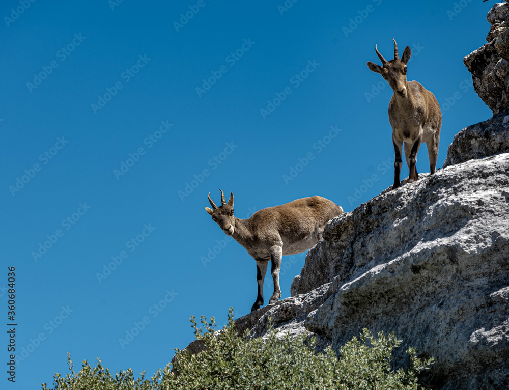Spanish ibex in El Torcal Antequera Spain Spanish ibex in El Torcal Antequera Spain