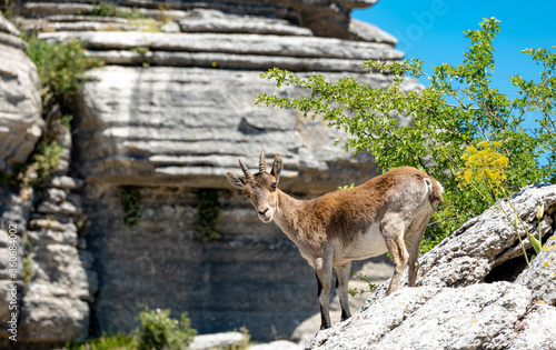 Spanish ibex in El Torcal Antequera Spain