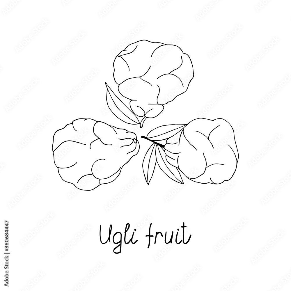 Ugli Fruit For Coloring Pages