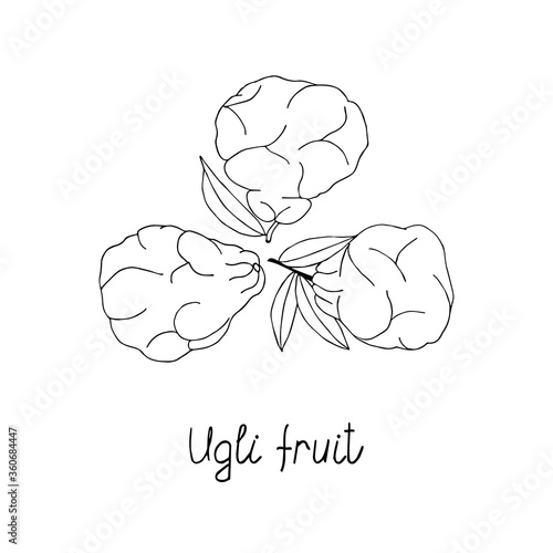 Ugli fruit hand drawn poster. Coloring page. Stock vector illustration.