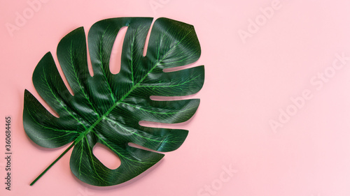 Tropical leaves Monstera on pink background, Flat lay, top view, Tropical jungle Monstera leave, Swiss Cheese Plant, Dark green leave of monstera.