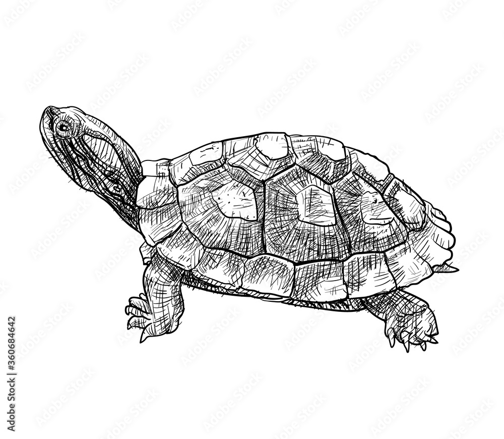 Drawing of Red-eared Slider (Trachemys scripta elegans) turtle. Stock ...