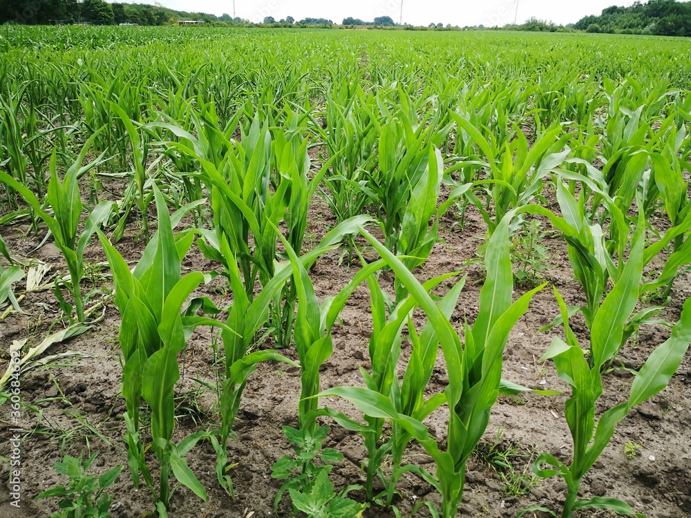 Young corn plants growing in agricultural field Young corn plants growing in agricultural field