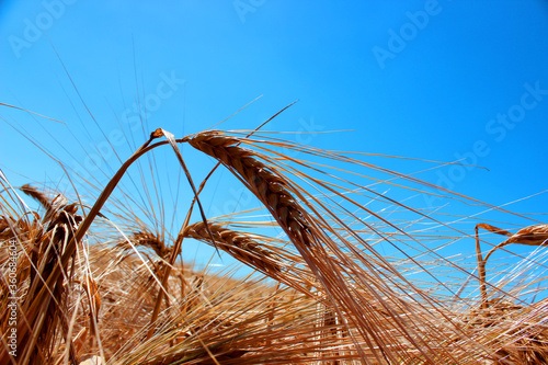 golden barley