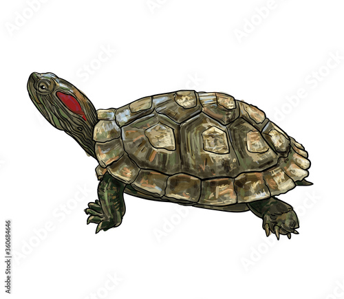 Drawing of Red-eared Slider (Trachemys scripta elegans) turtle.
