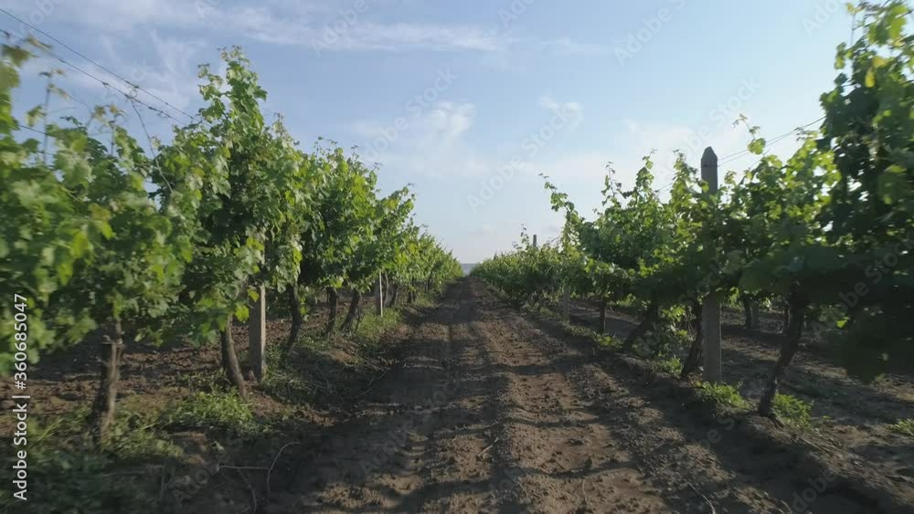 Aerial view. Grape field, Vineyard Rows. Vineyard plantation. Grapevines and plant rows.	