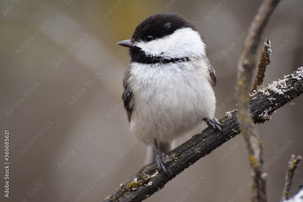 Naklejka premium chickadee
