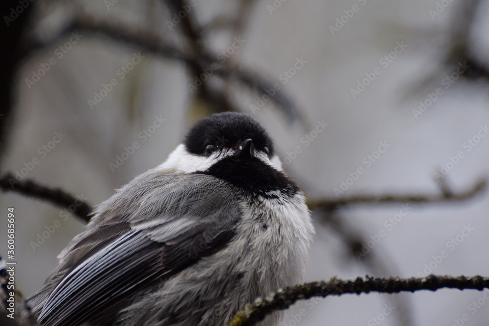 Obraz premium chickadee