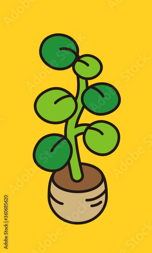 観葉植物