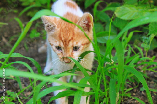 red cat in grass