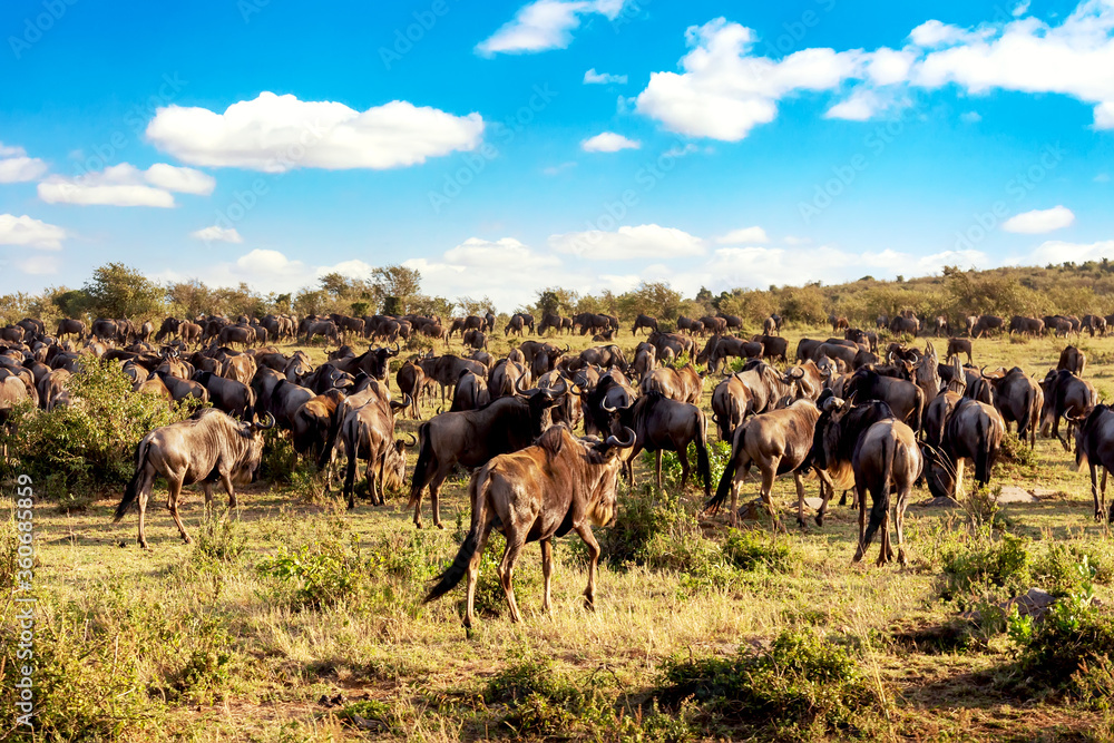 Obraz premium Great Migration of wildebeests running in the savannah. Masai Mara National Park, Kenya. Safari in Africa.