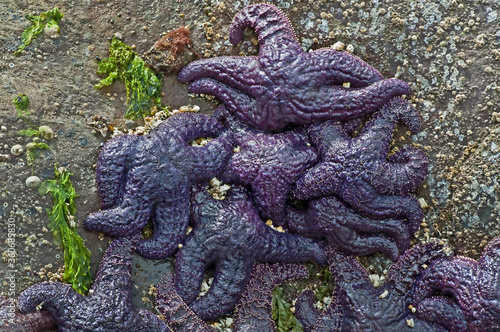 This sea life image is many purple starfish in a clump next to some seaweed  stuck on a rocky ocean surface.