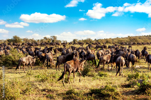 Great Migration of wildebeests running in the savannah. Masai Mara National Park  Kenya. Safari in Africa.
