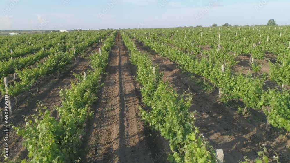 Aerial view. Grape field, Vineyard Rows. Vineyard plantation. Grapevines and plant rows. Aerial view. Grape field, Vineyard Rows. Vineyard plantation. Grapevines and plant rows.