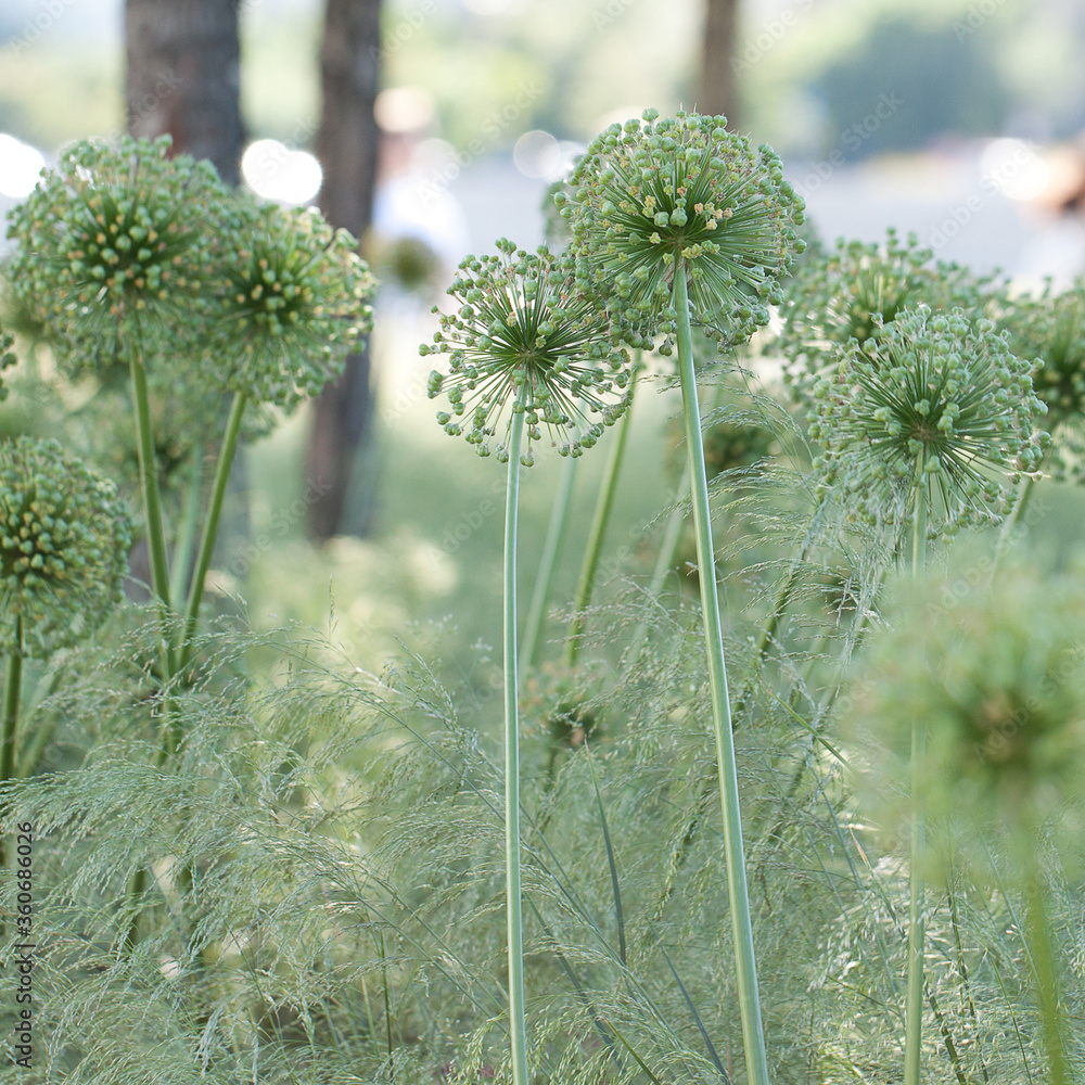Εκτύπωση καμβά sunny summer city park with green grass and faded allium